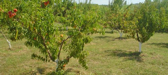 4غرفة عقار تجاري في Karystos, Greece رقم 8011 13