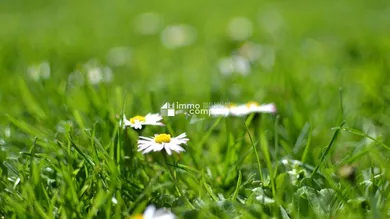  Land in Trautmannsdorf an der Leitha, Austria No. 164922