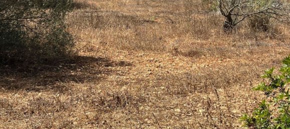 Grundstück in Ibiza, Spain, Nr. 163333 4