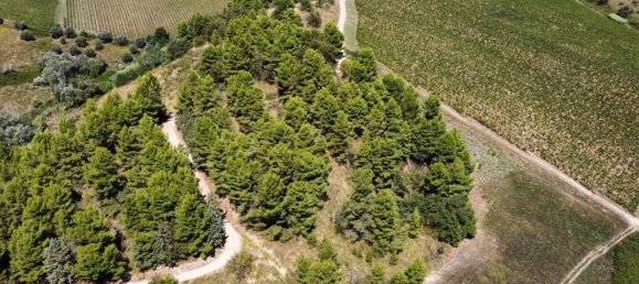  Land in Ripatransone, Italy No. 314601 11