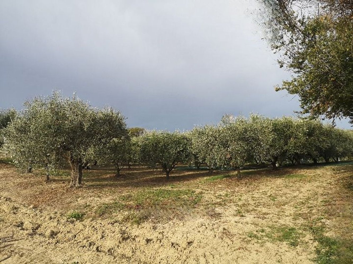 Grundstück in Senigallia, Italy 60000m², Nr. 135328