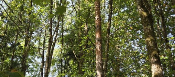 Terreno en Regensburg, Germany No. 266905 7