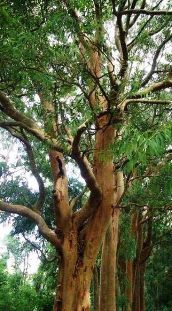 Terrain à Maldonado, Uruguay No. 15640