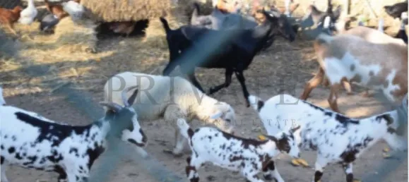 10 Schlafzimmer Haus in Guia, Portugal, Nr. 10077 5