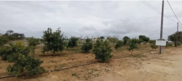 10 Schlafzimmer Haus in Guia, Portugal, Nr. 10077 4