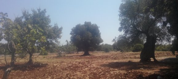 Terreno em Carovigno, Italy 30000 m² N.º 72536 2