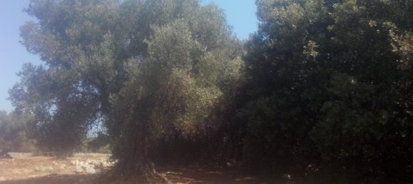 Terreno em Carovigno, Italy 30000 m² N.º 72536 3