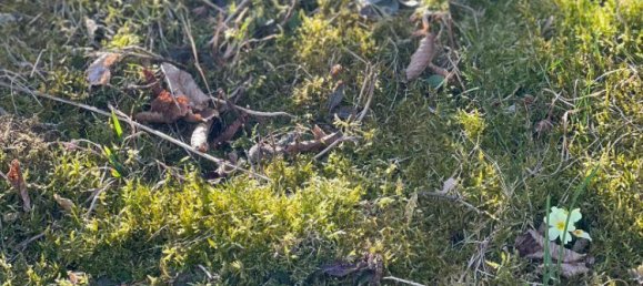  Land in Penzing, Austria No. 40256 12