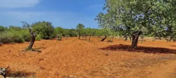 Casa T4 em Felanitx, Spain N.º 173911 2