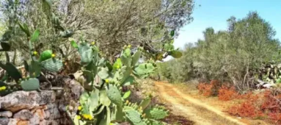 Casa T4 em Felanitx, Spain N.º 173911 35