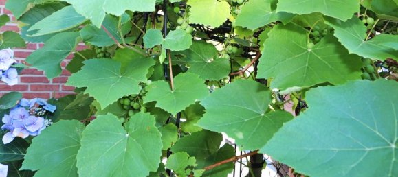 Casa de 3 dormitorios en Wandsbek, Germany No. 221163 7