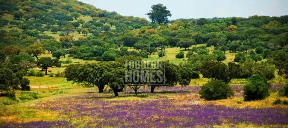 19 chambres Châteaux à Crato, Portugal No. 132397 17