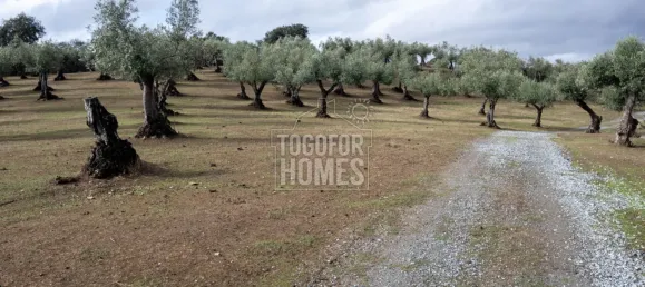 19 chambres Châteaux à Crato, Portugal No. 132397 32