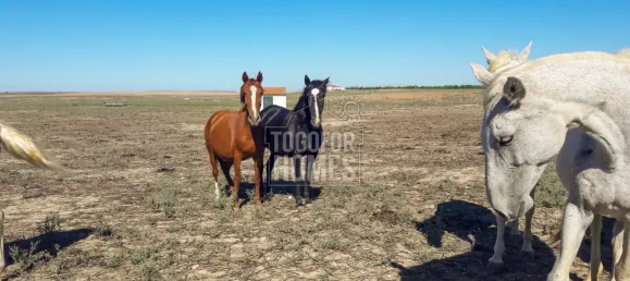 19 chambres Châteaux à Crato, Portugal No. 132397 40