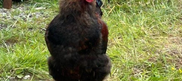 Propriété commerciale à Recklinghausen, Germany 130m² No. 292291 9