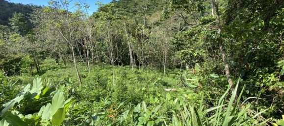 Terrain à Puerto Jimenez, Costa Rica No. 1861 4
