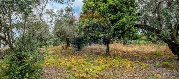 3 bedrooms House in Canas de Senhorim, Portugal No. 169543 30