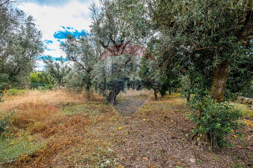 3 bedrooms House in Canas de Senhorim, Portugal No. 169543