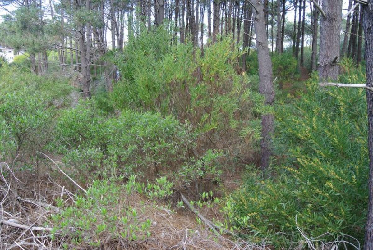  Land in Maldonado, Uruguay No. 14042