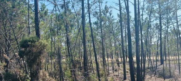 Земельный участок 802м² в Алкасер ду Сал, Португалия № 145262 4