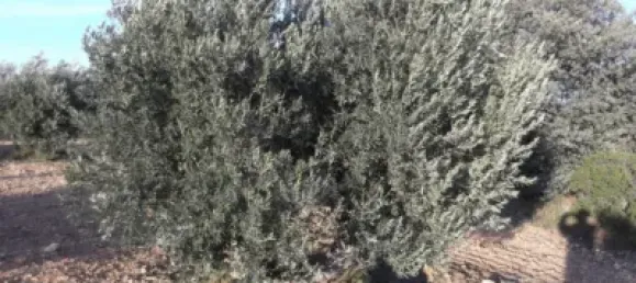 Terrain à Barbastro, Spain 11705m² No. 139525 7