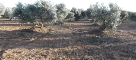 Terrain à Barbastro, Spain 11705m² No. 139525 39