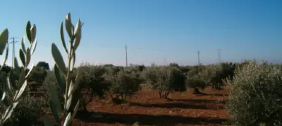 Terrain à Barbastro, Spain 11705m² No. 139525 44