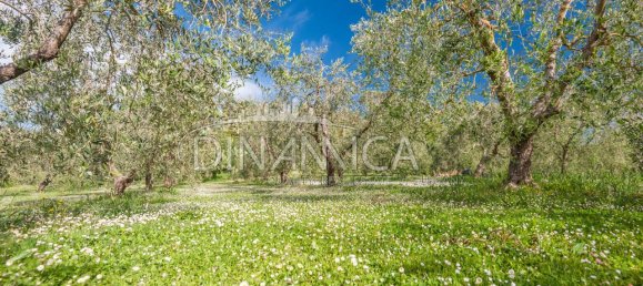 15 rooms Villa in San Miniato, Italy No. 232690 13