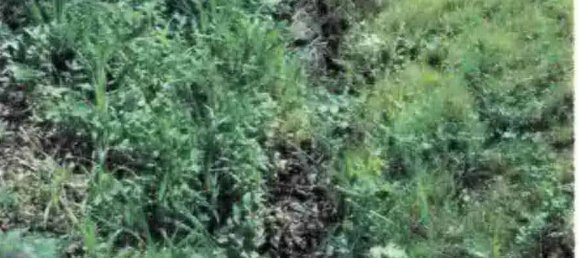 Grundstück in Kaiserslautern, Germany, Nr. 126487 3