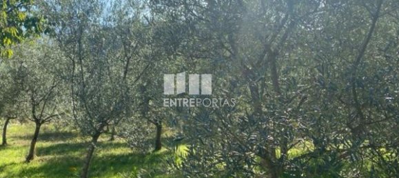 Grundstück in Sao Cristovao de Nogueira, Portugal 1260m², Nr. 55614 17