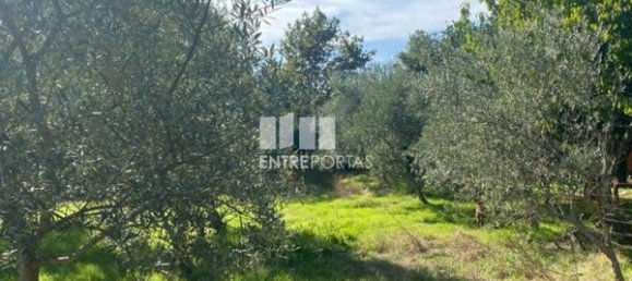 Grundstück in Sao Cristovao de Nogueira, Portugal 1260m², Nr. 55614 11