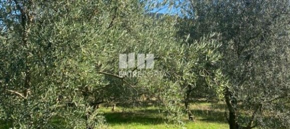 Grundstück in Sao Cristovao de Nogueira, Portugal 1260m², Nr. 55614 6