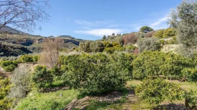 6000m² Land in Lucar, Spain No. 142927