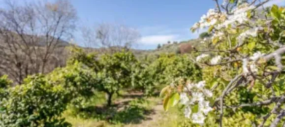 6000m² Land in Lucar, Spain No. 142927 5