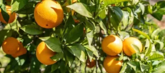 6000m² Land in Lucar, Spain No. 142927 2