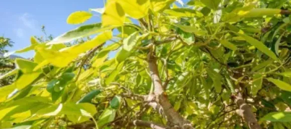 6000m² Land in Lucar, Spain No. 142927 8