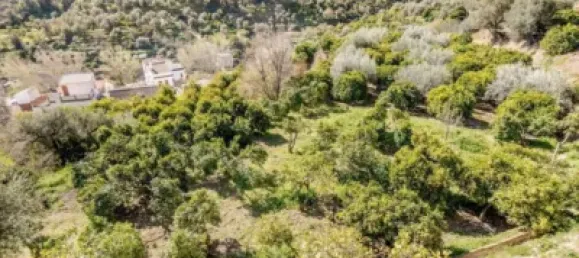 6000m² Land in Lucar, Spain No. 142927 12