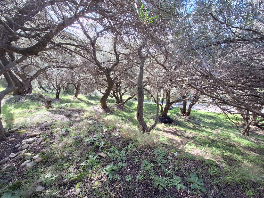 Terra em Corfu, Greece 5565 m² N.º 105017
