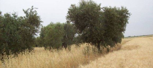 3 rooms Apartment in Orta Nova, Italy No. 186732 15