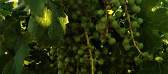 10000m² Land in Lanuvio, Italy No. 318399 2