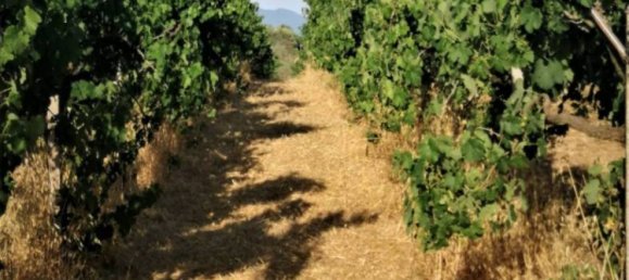 10000m² Land in Lanuvio, Italy No. 318399 7