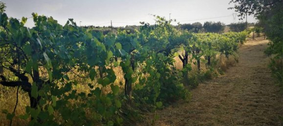 10000m² Land in Lanuvio, Italy No. 318399 8