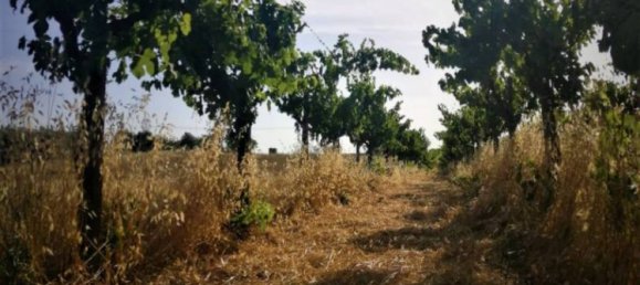 10000m² Land in Lanuvio, Italy No. 318399 6