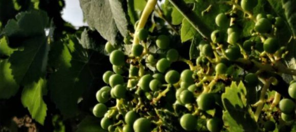 10000m² Land in Lanuvio, Italy No. 318399 3