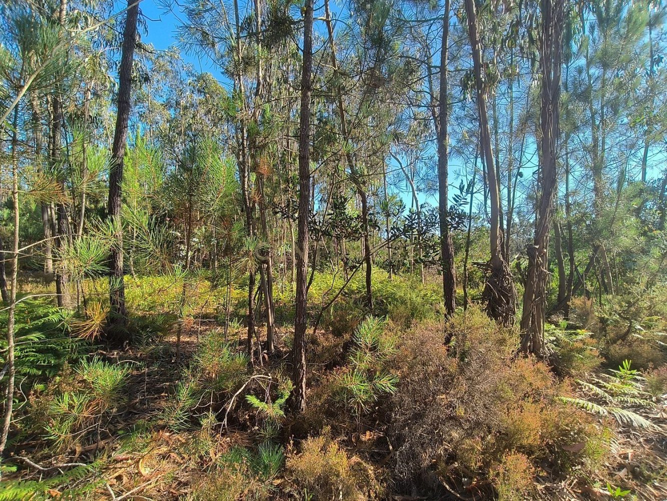  Land in Figueira da Foz, Portugal No. 220738