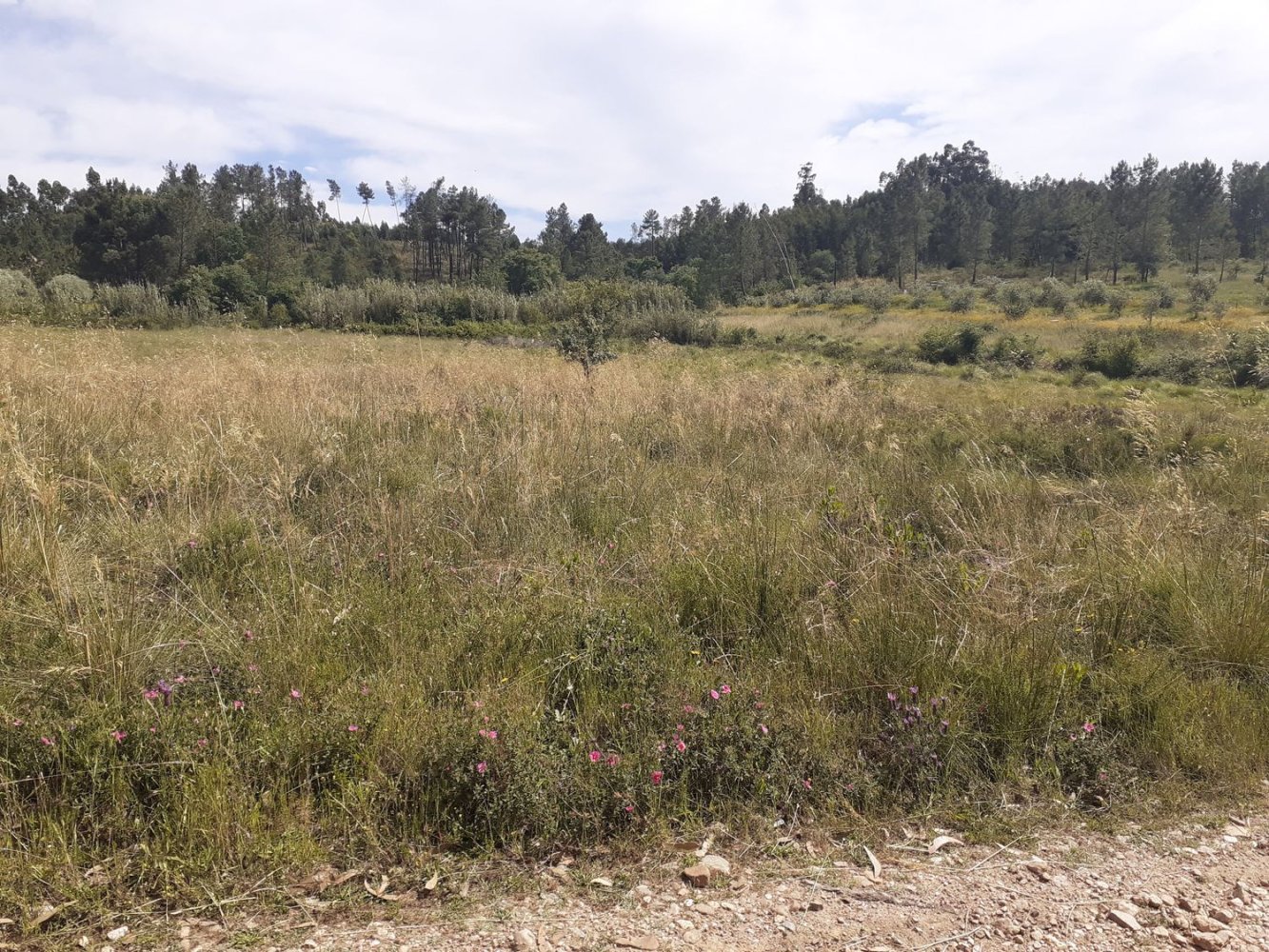  Land in Paialvo, Portugal No. 254034