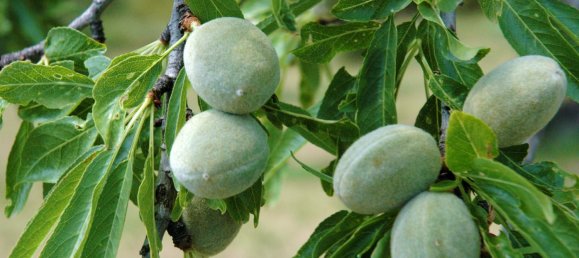 Terreno en Guadalest, Spain 40 m² No. 108974 16