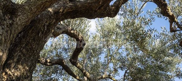 Земельный участок 41650м² в Москуфо, Италия № 270005 6