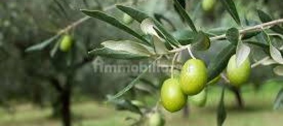 Земельный участок 41650м² в Москуфо, Италия № 270005 3