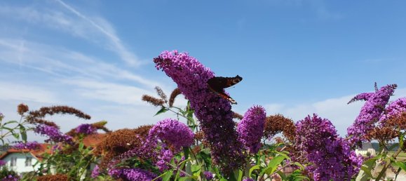 Grundstück in Feldkirchen bei Mattighofen, Austria, Nr. 255574 2